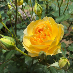 Meet your Posher, Dianne